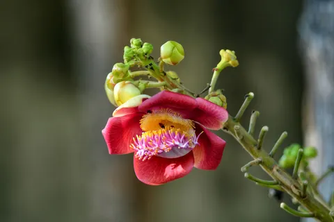 Orchid 4K Wallpaper · flowers · 3840×2560