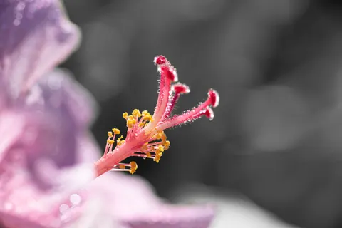 Orchid 4K Wallpaper · flowers · 3840×2560