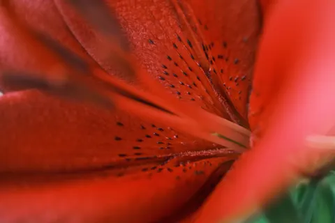 난초 4K 배경화면 · flowers · 3840×2560