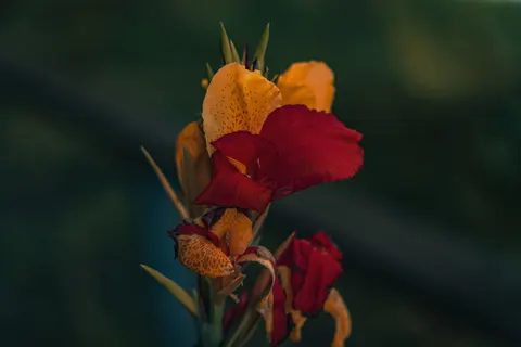 Orchid 4K Wallpaper · flowers · 3840×2560