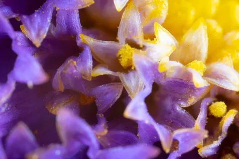 Orchid 4K Wallpaper · flowers · 3840×2560