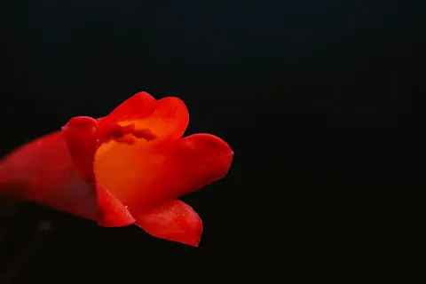 Orchid 4K Wallpaper · flowers · 3840×2560