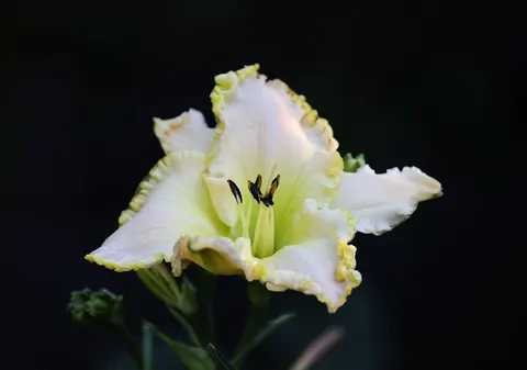خلفية أوركيد بدقة 4K · flowers · 3840×2694