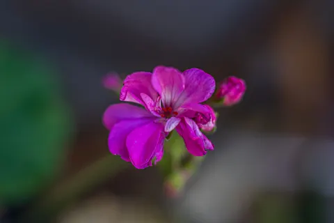 Orchid 4K Wallpaper · flowers · 3840×2560