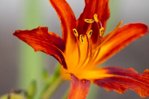 Orchid 4K Wallpaper · flowers · 3840×2560