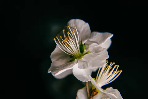 난초 4K 배경화면 · flowers · 3840×2560