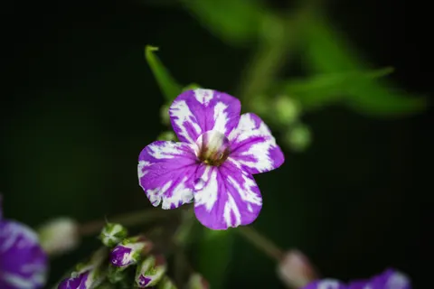 Orchid 4K Wallpaper · flowers · 3840×2560