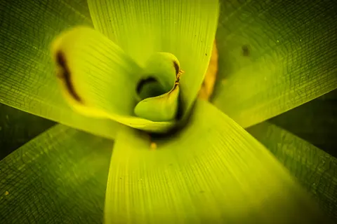 Orchid 4K Wallpaper · flowers · 3840×2560
