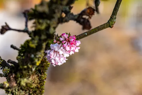 Orchid 4K Wallpaper · flowers · 3840×2560