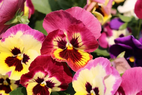 Orchid 4K Wallpaper · flowers · 3840×2560