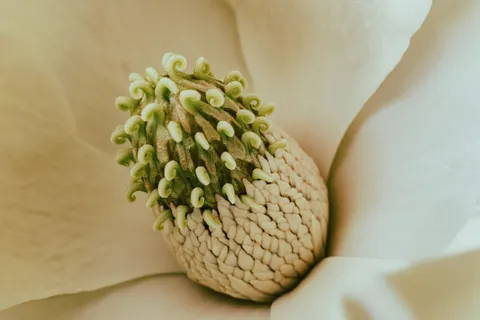Orchid 4K Wallpaper · flowers · 3840×2560