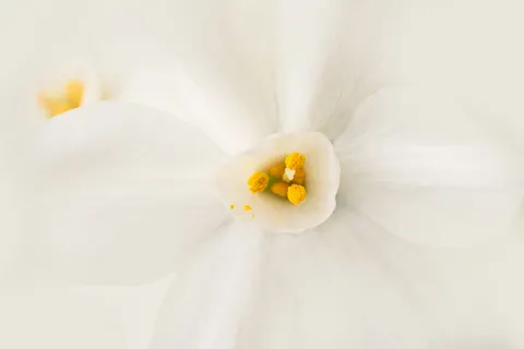 Orchid 4K Wallpaper · flowers · 3840×2560