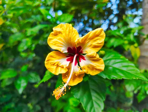 Orchid 4K Wallpaper · flowers · 3840×2891