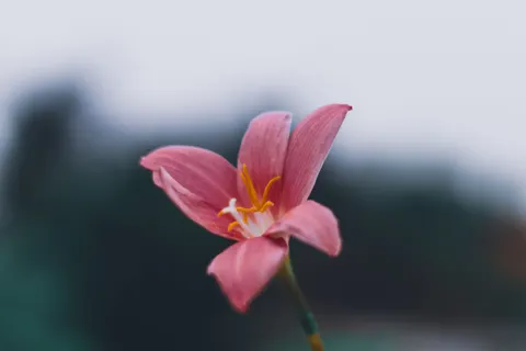 Orchid 4K Wallpaper · flowers · 3840×2560