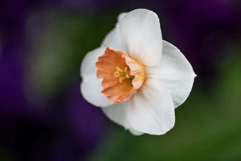 Orchid 4K Wallpaper · flowers · 3840×2560