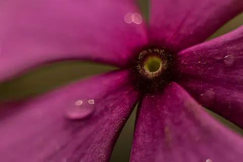 Orchid 4K Wallpaper · flowers · 3840×2560