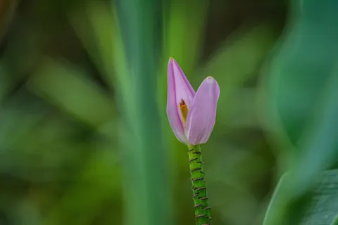 Orchid 4K Wallpaper · flowers · 3840×2560