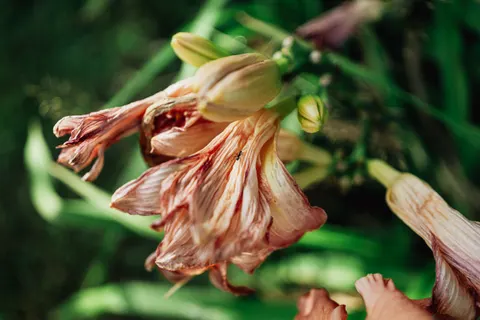 Orchid 4K Wallpaper · flowers · 3840×2560
