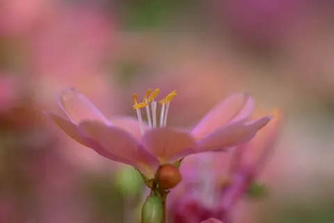 난초 4K 배경화면 · flowers · 3840×2560