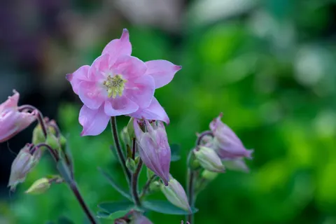 والپیپر ارکیده با کیفیت 4K · flowers · 3840×2560