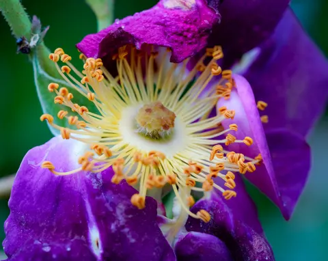 Orchid 4K Wallpaper · flowers · 3840×3053