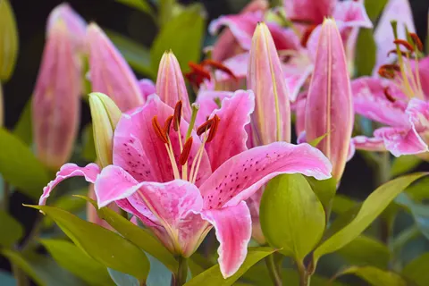 Orchid 4K Wallpaper · flowers · 3840×2560