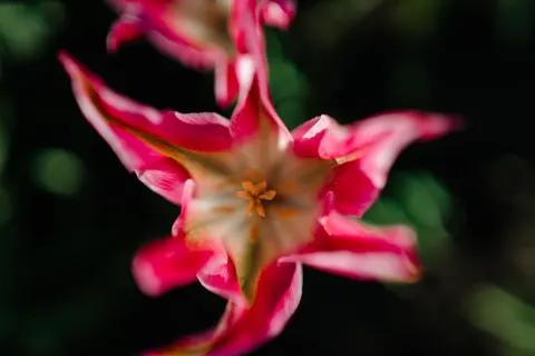 ऑर्किड 4K वॉलपेपर · flowers · 3840×2560