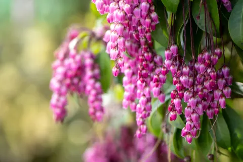 난초 4K 배경화면 · flowers · 3840×2560
