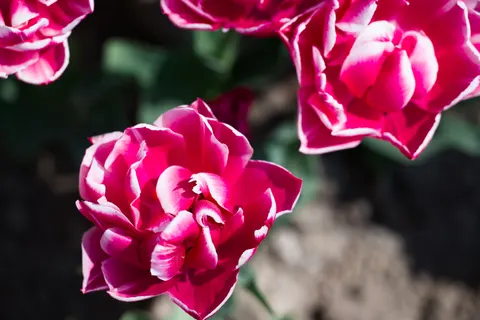 Peony 4K Wallpaper · flowers · 3840×2558