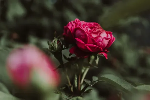 Peony 4K Wallpaper · flowers · 3840×2560