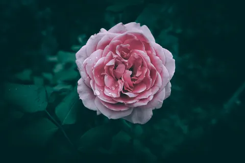 Peony 4K Wallpaper · flowers · 3840×2560