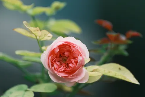 Peony 4K Wallpaper · flowers · 3840×2560
