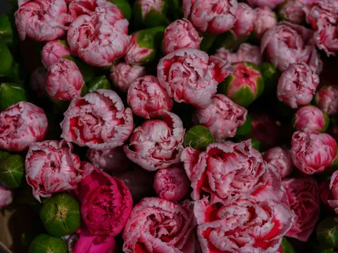 Peony 4K Wallpaper · flowers · 3840×2880