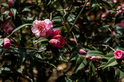 Peony 4K Wallpaper · flowers · 3840×2560
