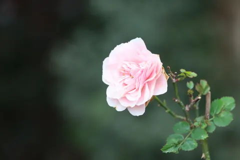 Peony 4K Wallpaper · flowers · 3840×2560