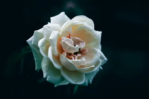 Peony 4K Wallpaper · flowers · 3840×2560