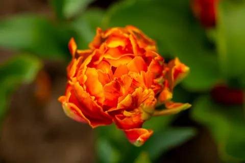 Peony 4K Wallpaper · flowers · 3840×2555