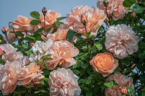 Peony 4K Wallpaper · flowers · 3840×2560