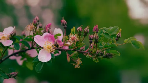 Peony 4K Wallpaper · flowers · 3840×2160