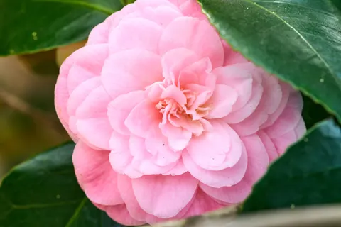 Peony 4K Wallpaper · flowers · 3840×2560