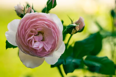 Peony 4K Wallpaper · flowers · 3840×2560