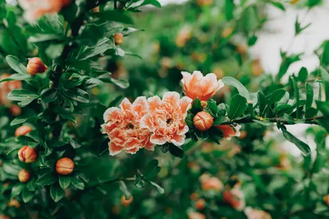خلفية فاوانيا بدقة 4K · flowers · 3840×2562