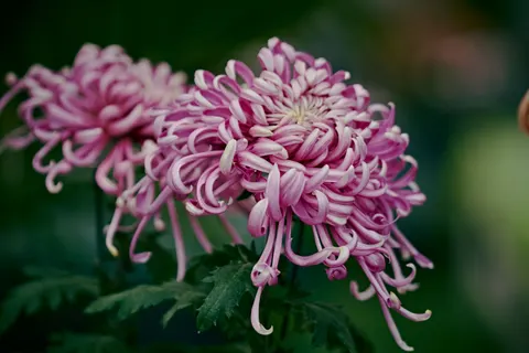 Tapeta Piwonia 4K · flowers · 3840×2560