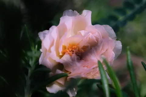 والپیپر گل صدتومانی با کیفیت 4K · flowers · 3840×2560