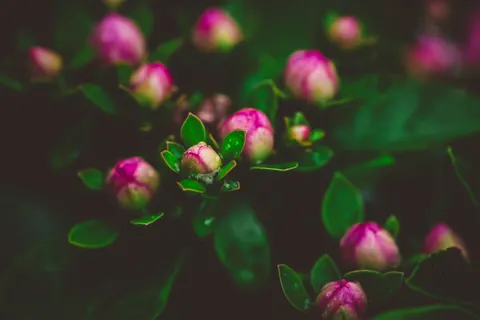 모란 4K 배경화면 · flowers · 3840×2560