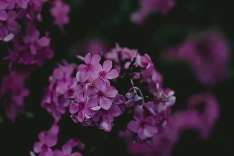 Peony 4K Wallpaper · flowers · 3840×2560