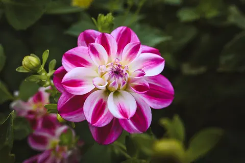 Peony 4K Wallpaper · flowers · 3840×2560