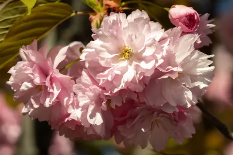 Pioenroos 4K-achtergrond · flowers · 3840×2560