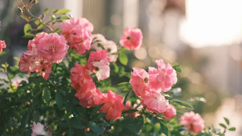Peony 4K Wallpaper · flowers · 3840×2160