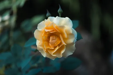 Peony 4K Wallpaper · flowers · 3840×2560